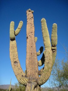 Don't Shoot the Cactus!