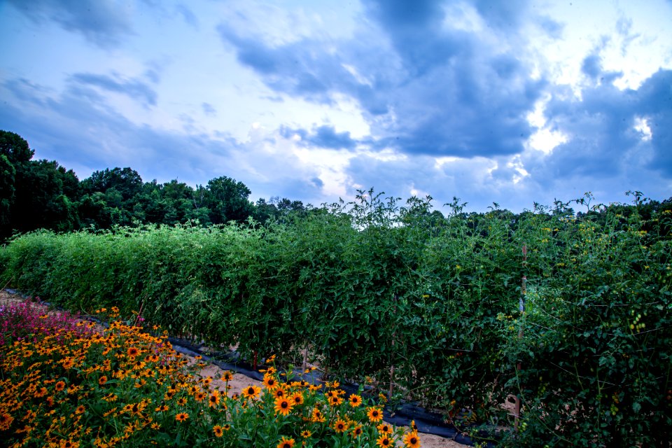 Maglev Impact Zone, flowers, tomates