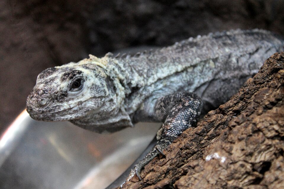 Fauna reptile nature