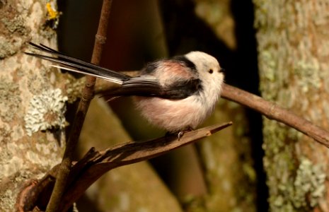 Aegithalos caudatus