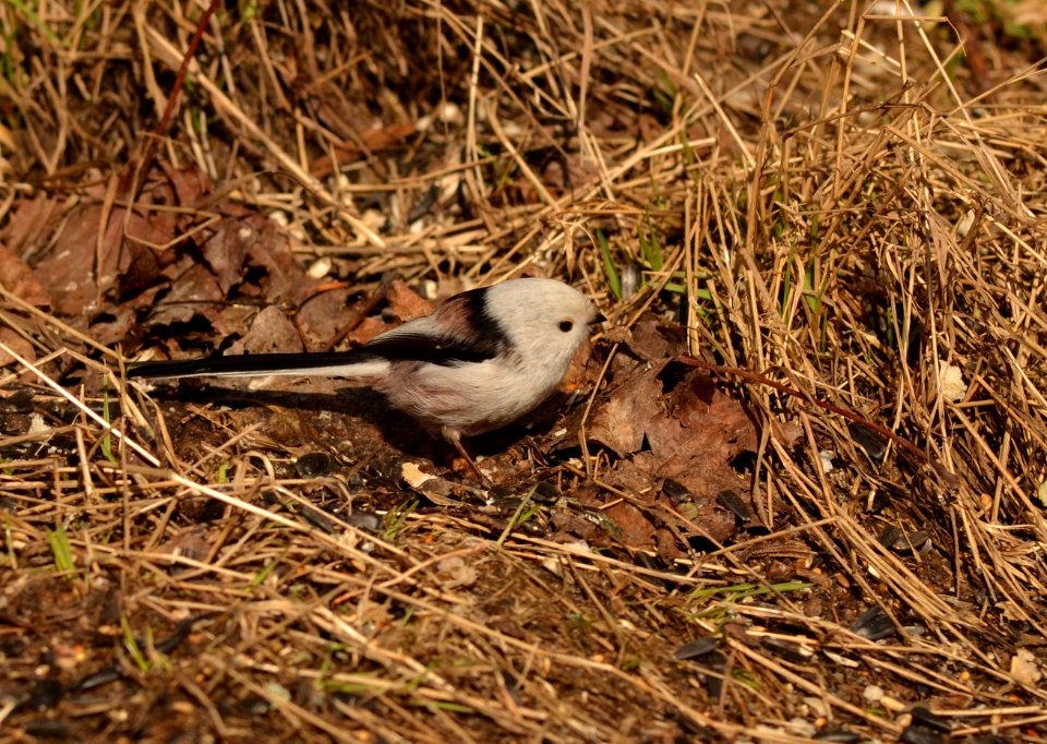 Aegithalos caudatus