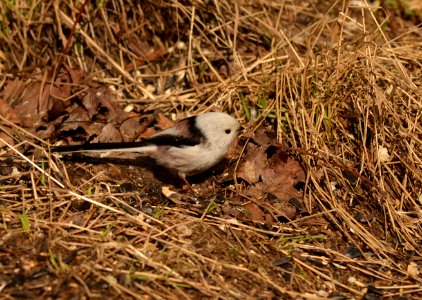 Aegithalos caudatus