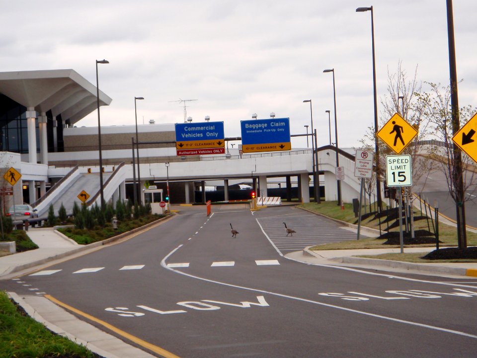 Canada geese at Memphis Airport USDA Brian Jackson