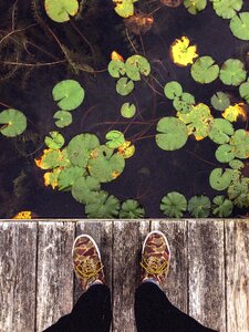 Lily pads lake water