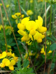 Gewone rolklaver (Lotus corniculatus)