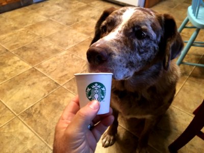 When Can We Go Back to that Bucks Place Where They Give Dogs Whipped Cream?
