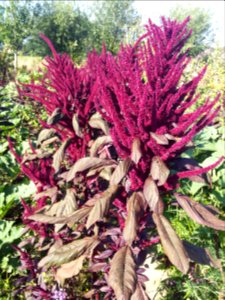 Amaranth