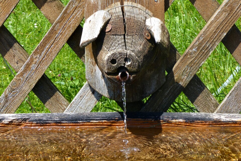 Drinking water funny wood