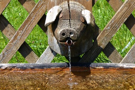 Drinking water funny wood photo