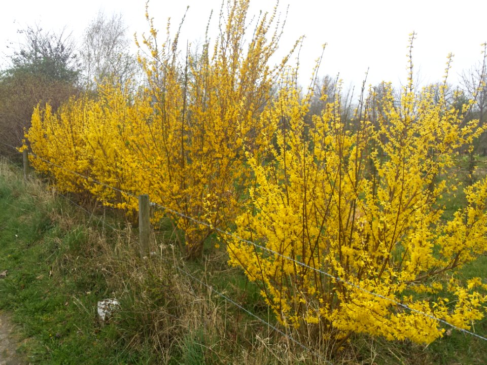 Forsythia