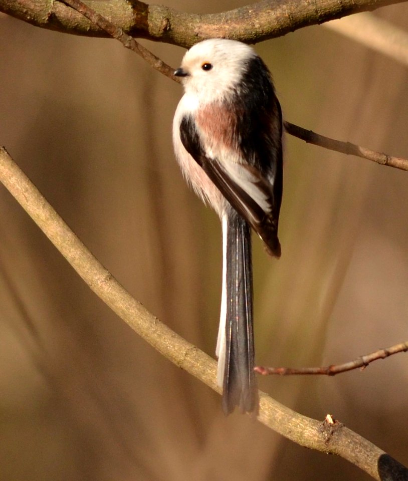 Aegithalos caudatus