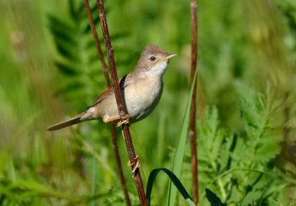 Sylvia communis