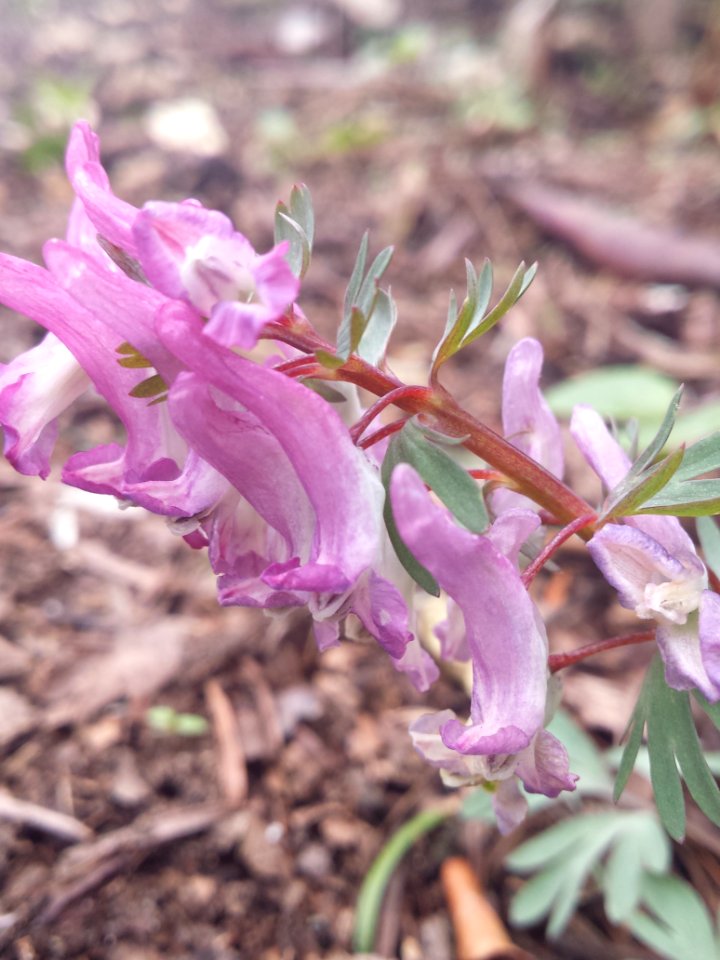 Corydalis solida (vogeltje-op-de-kruk)
