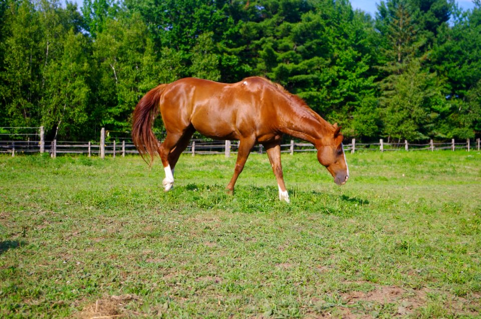Chevaux Centre MAestro - 24