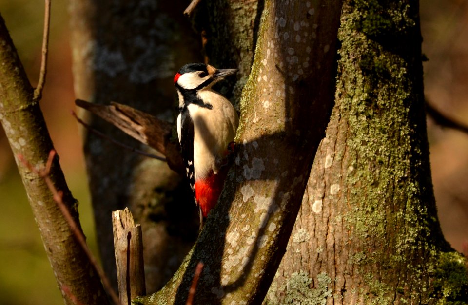 Dendrocopos major