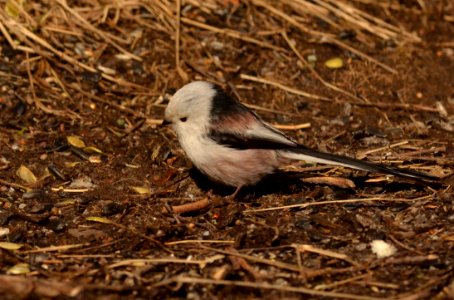 Aegithalos caudatus