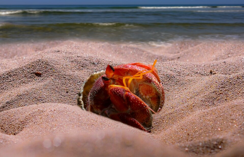 Animal hermit crab sand photo