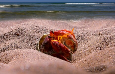 Animal hermit crab sand