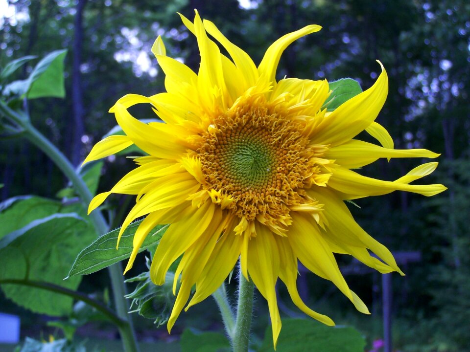 Summer nature floral