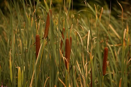 Green grasses marsh lance
