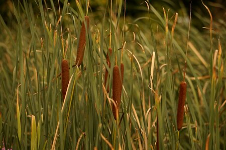 Green grasses marsh lance photo