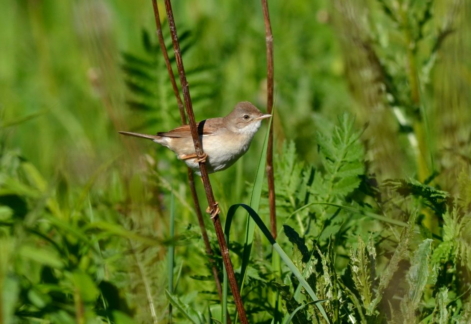 Sylvia communis
