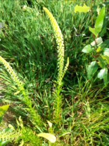 Reseda lutea