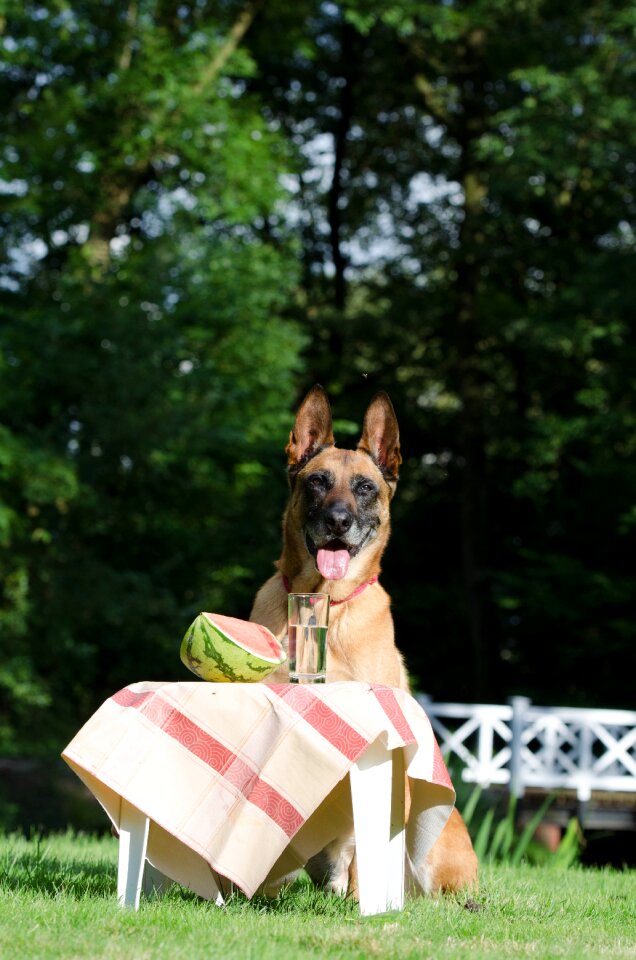 Belgian shepherd dog refreshment old dog