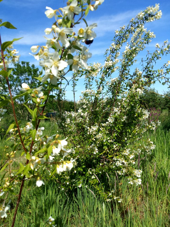 Deutzia x limoneii , ruikt erg lekker (aardbei).