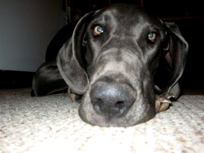 Kasha At Rest
