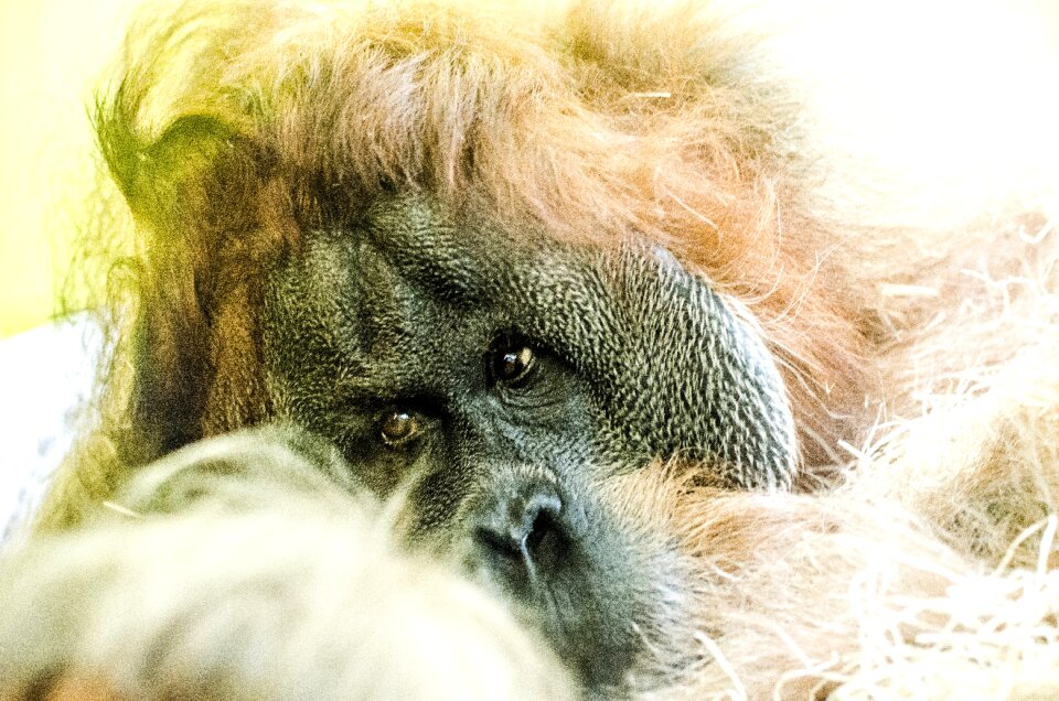 Mammal sumatra jungle