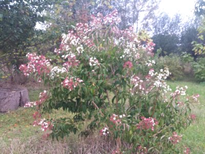 Heptacodium