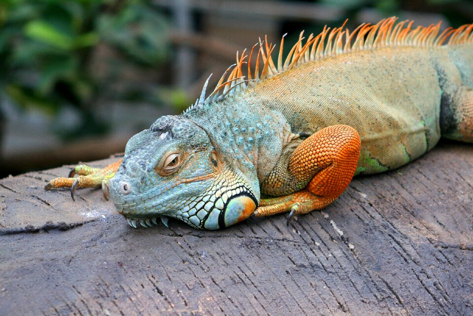 Nature animal reptile