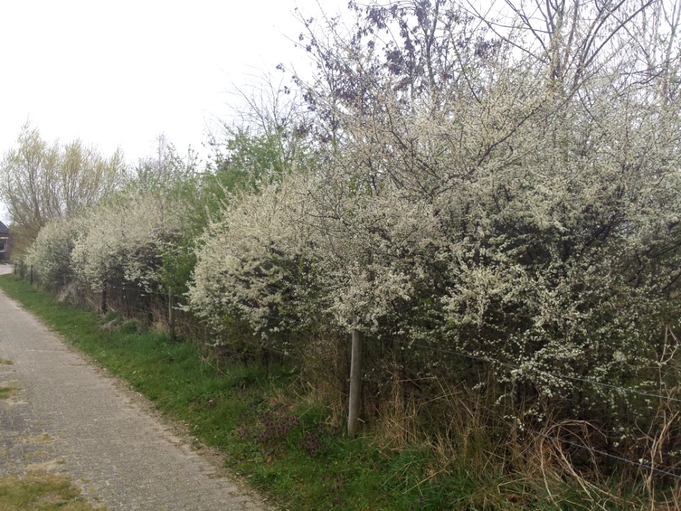 Prunus spinosa (sleedoorn)