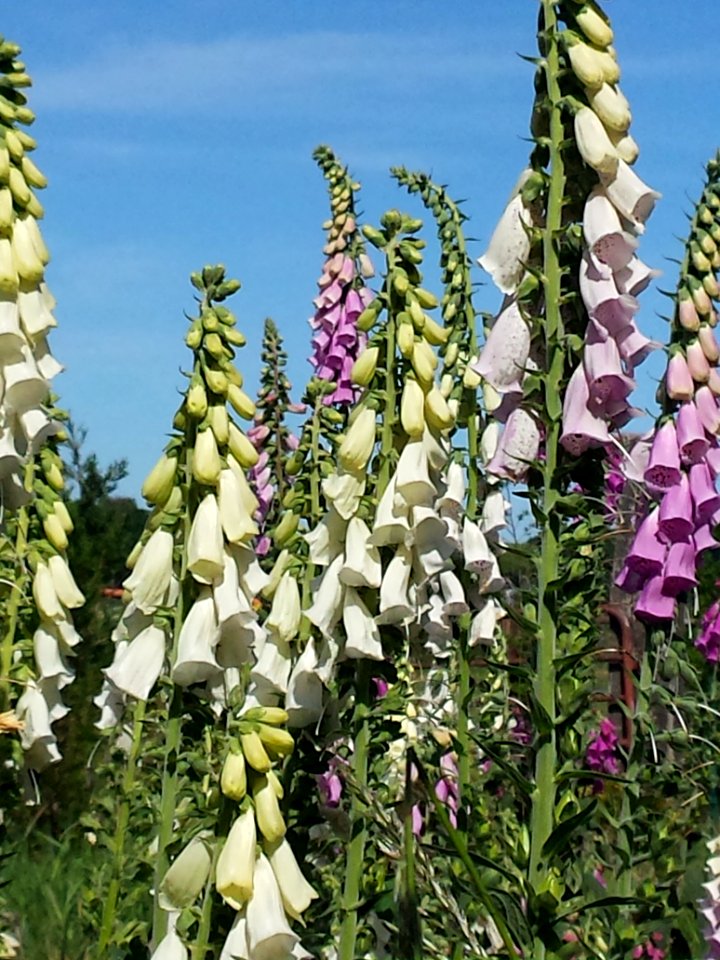 Vingerhoedskruid (Digitalis purpurea)