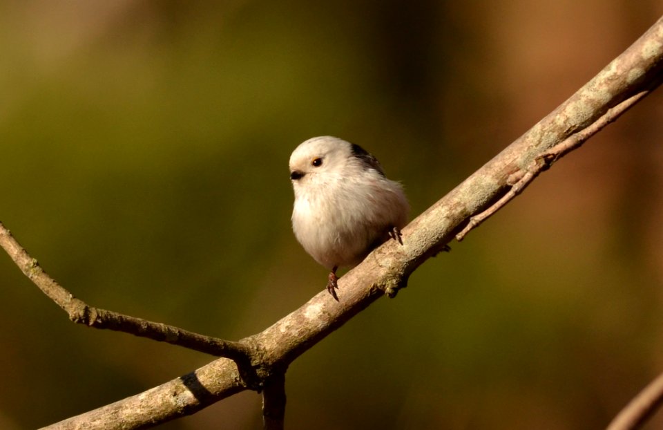 Aegithalos caudatus
