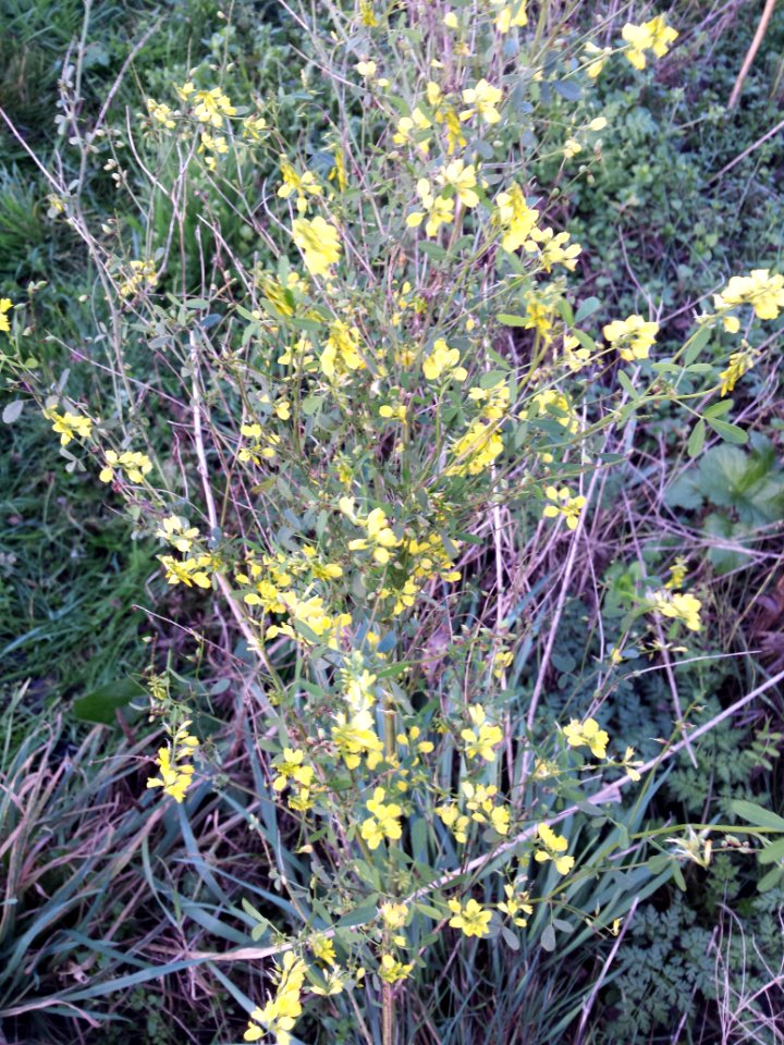 Melilotus officinalis (Gele honingklaver)