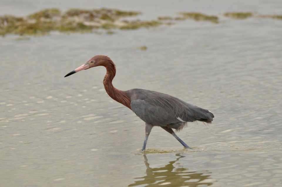 Egretta rufescens