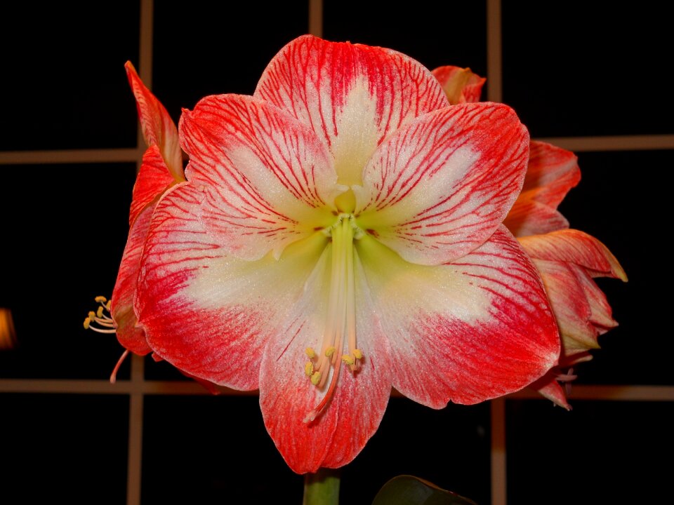 Bloom red hippeastrum