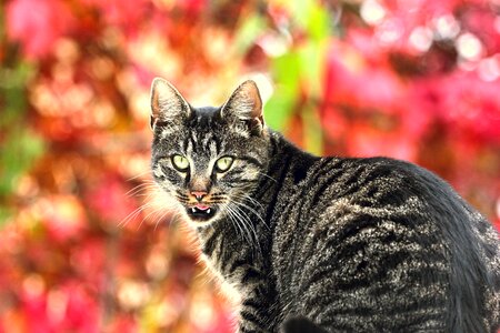 Portrait of an animal grey striped