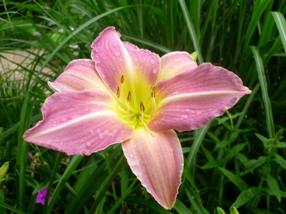 Lily plant close up