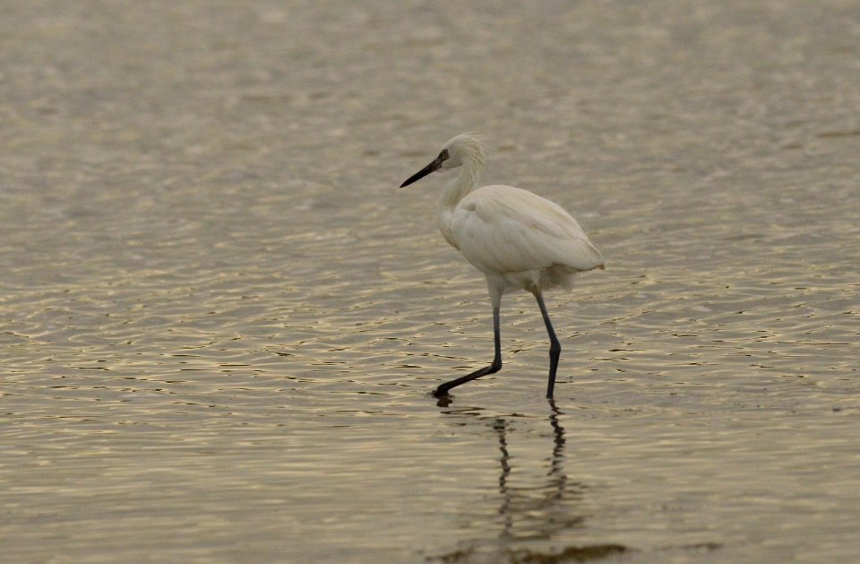 Egretta rufescens