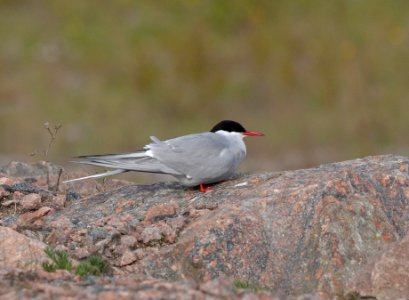 Sterna paradisaea photo