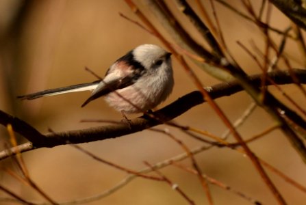 Aegithalos caudatus