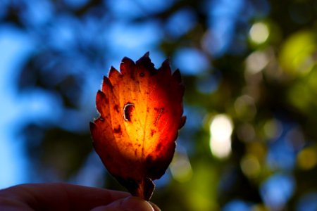 2016/366/330 Seeking a Little Bit of Good Light photo