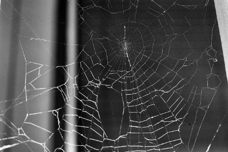2016/366/292 The Web is a Tentative Thing