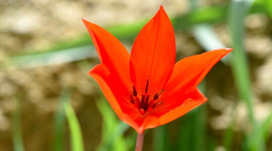 Bloom red red flower
