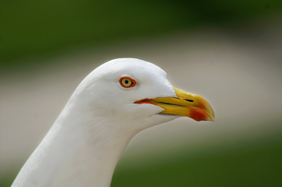 Water bird coast ocean photo