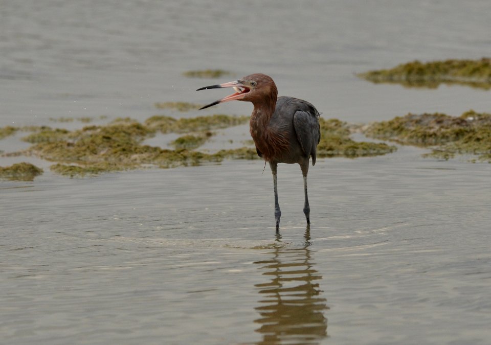 Egretta rufescens