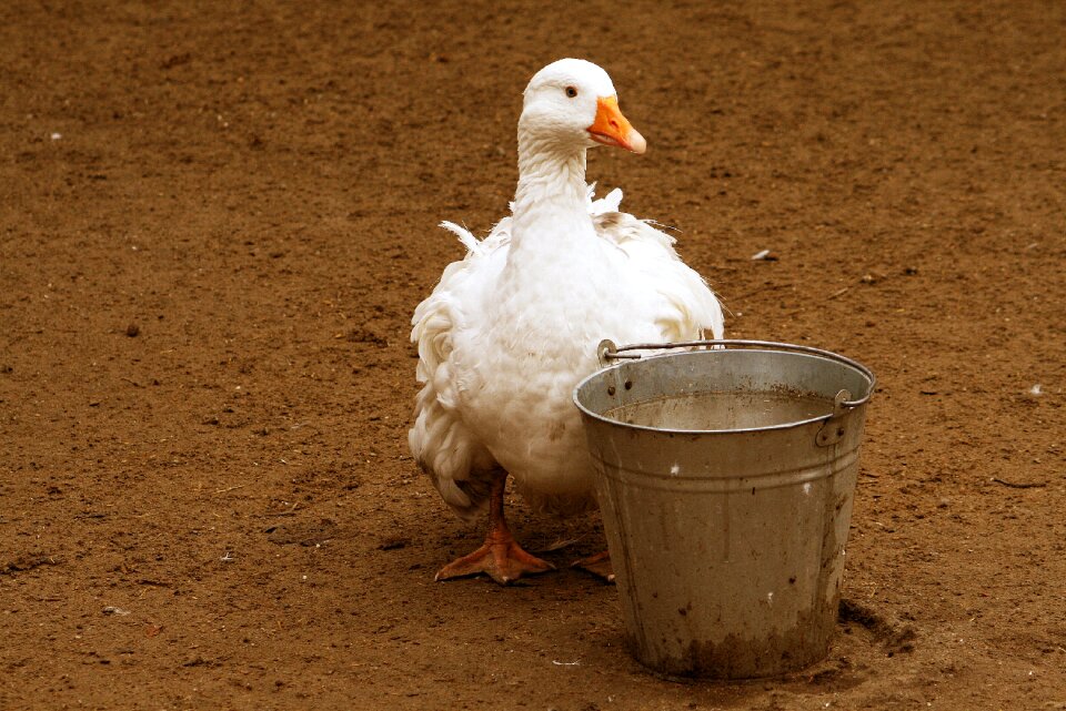 Goose white bird bucket